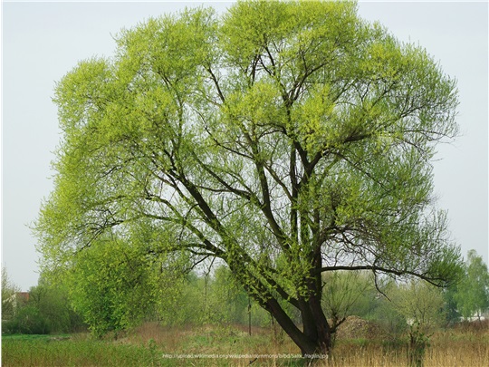 Saule fragile au printemps