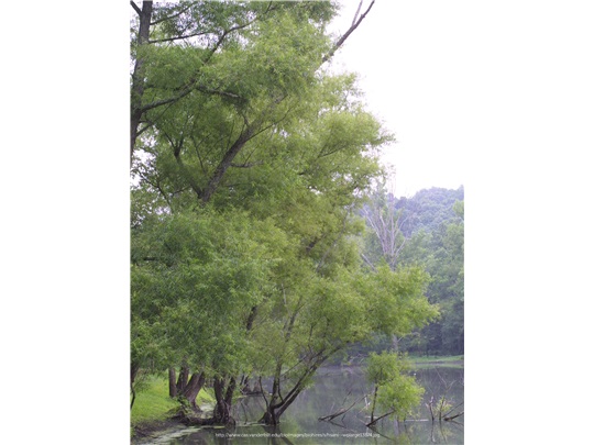 Saule noir en été