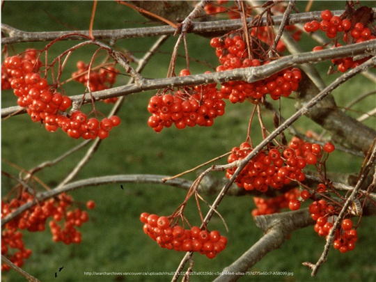 Fruits du sorbier décoratif