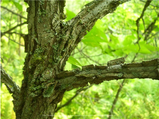Rameaux de l'orme liège