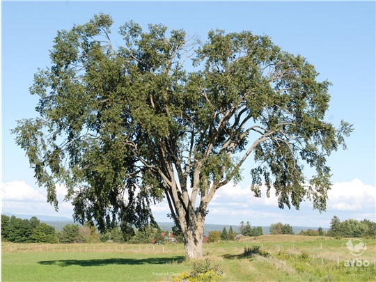 Orme d'Amérique en été