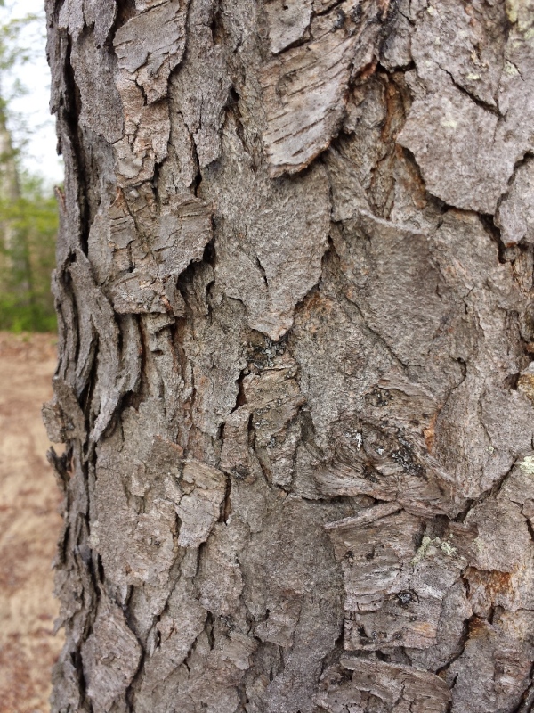 20150517_081028.jpg