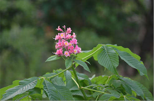 Aesculus.jpg