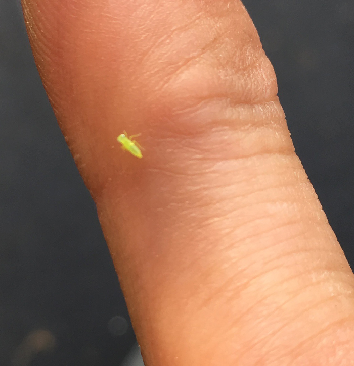 Insecte_indesirable_vue_rapprochee.jpg