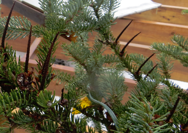 Extrait Photo Épinette Épines.PNG