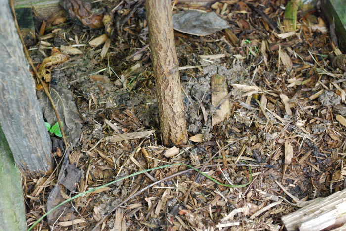 DSC_0093.JPG