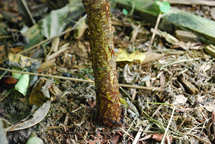 DSC_0094.JPG