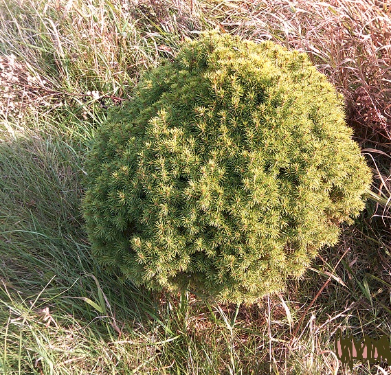 DSCF0668.JPG