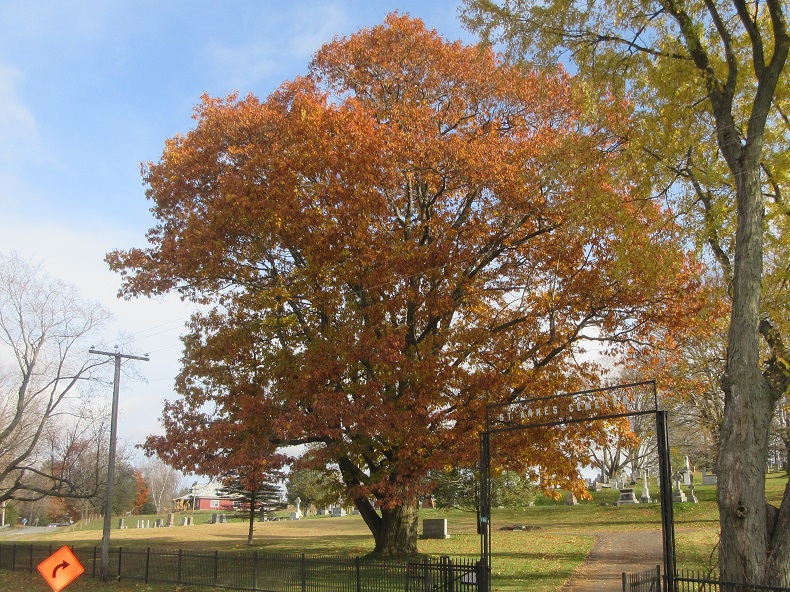 chêne écarlate, Richmond, 25 oct 2019-p.jpg