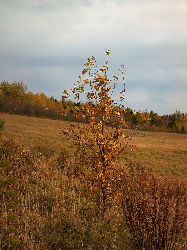 DSCF0655.JPG