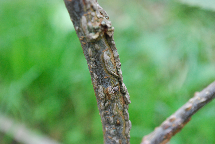 DSC_0085.JPG