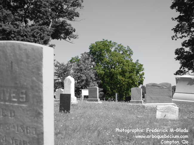 noyer_noir_Ives_hill06.jpg