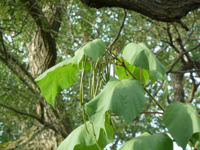 P1020916.JPG