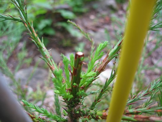 Sequoia juillet 2010.jpg