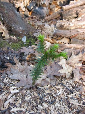 Araucaria avril 2008.JPG