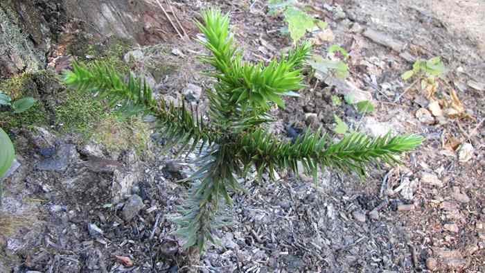 Araucaria juillet 2010.jpg