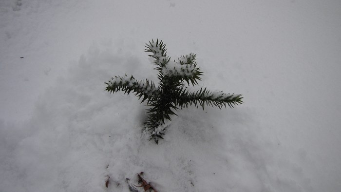 araucaria nov2010.jpg