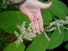 fallopia japonica 3.jpg