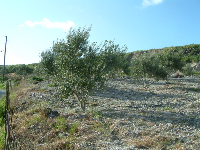DSCF0347.jpg