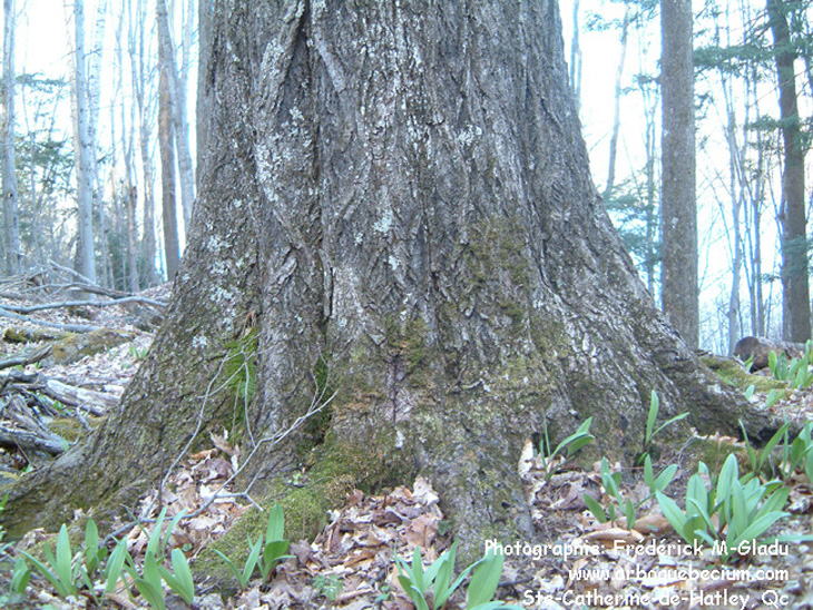 noyer_cendre14.jpg