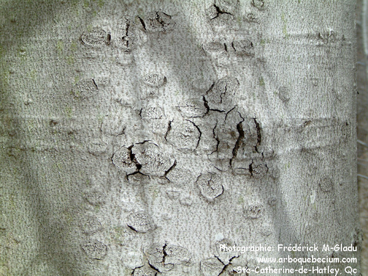 hetre_a_grandes_feuilles18.jpg