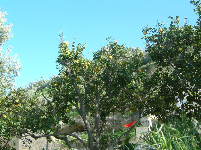 DSCF0348.jpg