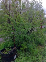 IMG_0638.jpg