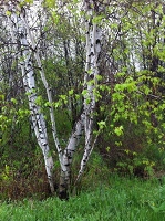 IMG_0641.jpg