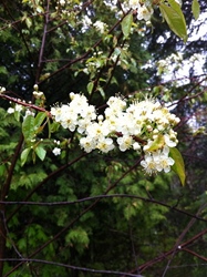 IMG_0675.jpg