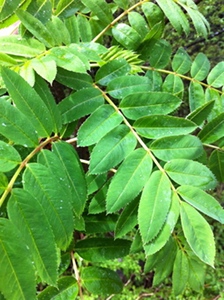 IMG_0685.jpg