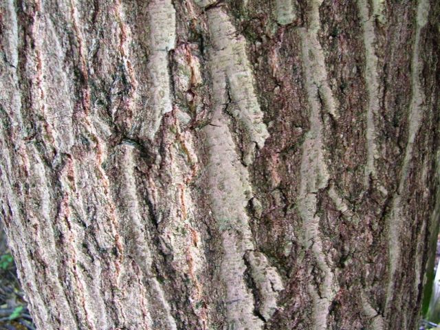 arbre 013 (640x480).jpg