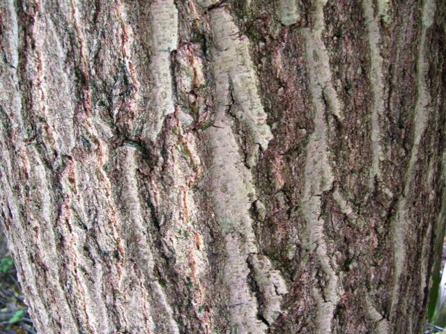 arbre 013 (640x480).jpg