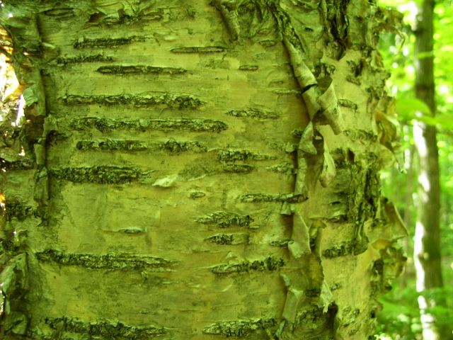 arbre 014 (640x480).jpg