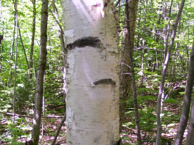 arbre 017 (640x480).jpg