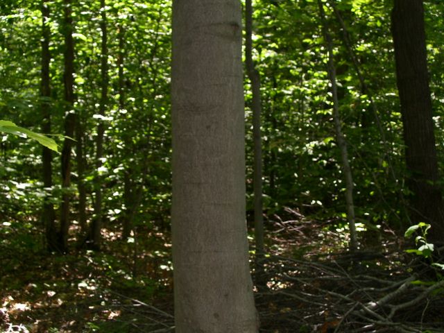 arbre 025 (640x480).jpg