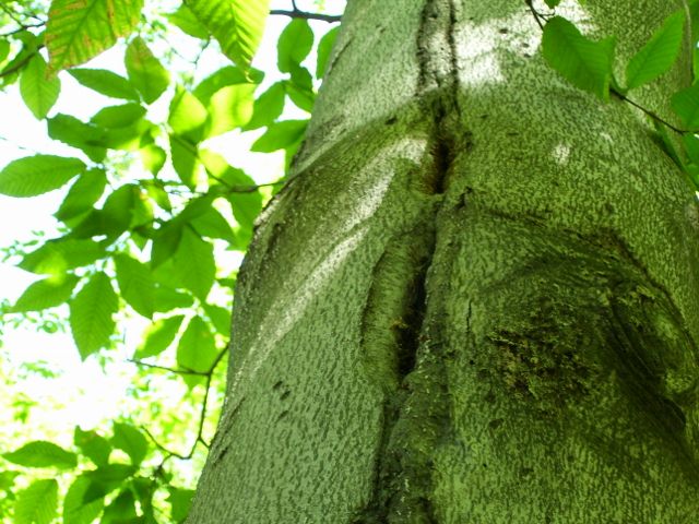 arbre 024 (640x480).jpg