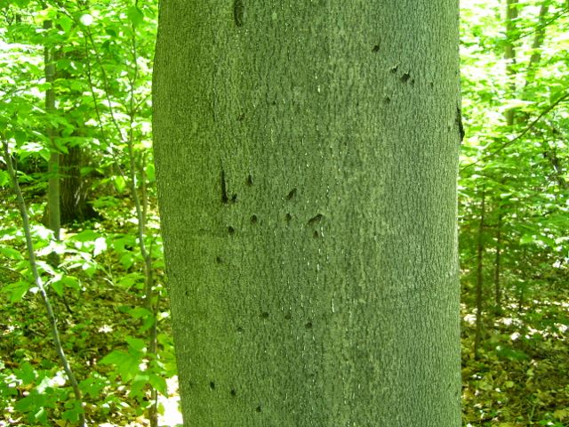 arbre 026 (640x480).jpg