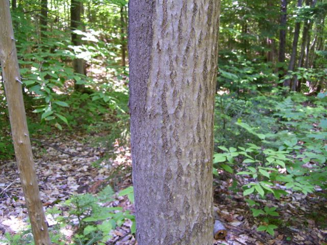 arbre 027 (640x480).jpg