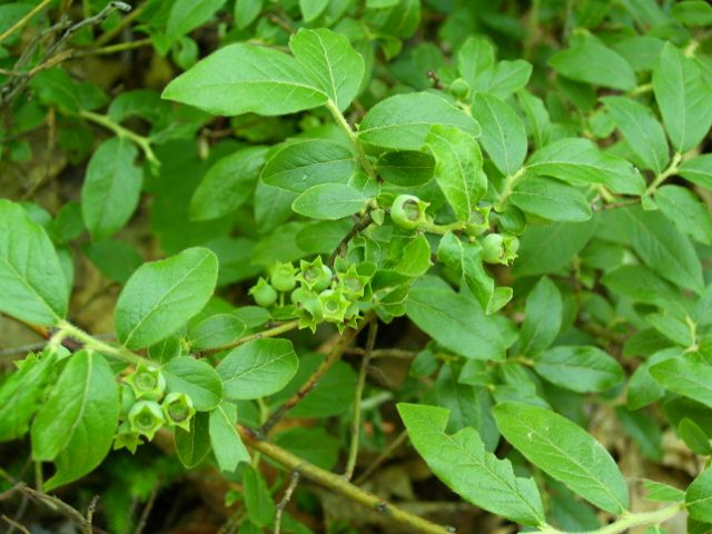 arbre 085 (640x480).jpg
