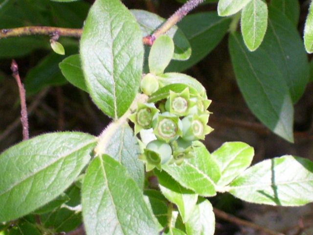 arbre 087 (640x480).jpg