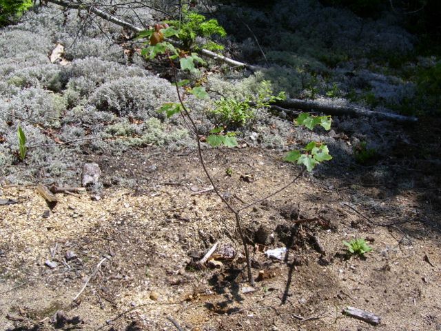 arbre 084 (640x480).jpg