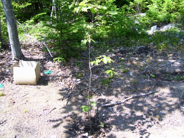 arbre 081 (640x480).jpg