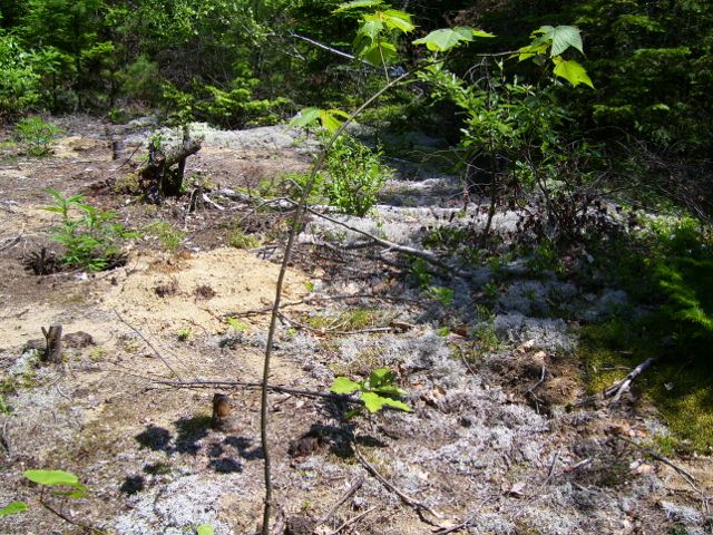 arbre 079 (640x480).jpg