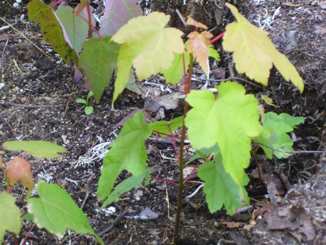 arbre 070 (640x480).jpg