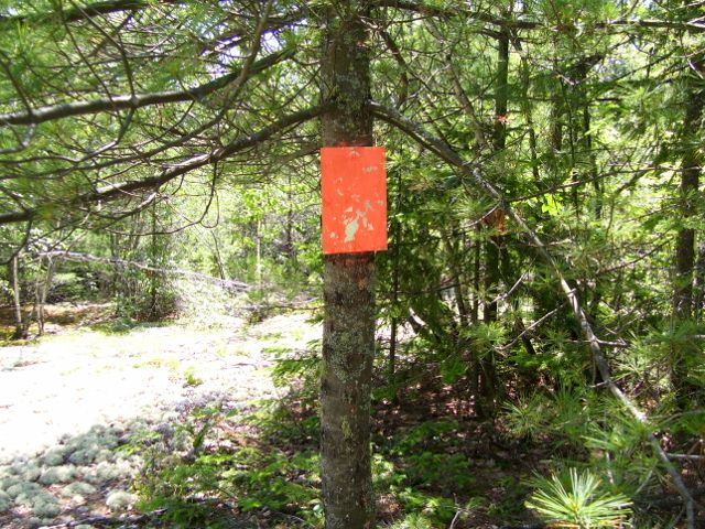arbre 066 (640x480).jpg