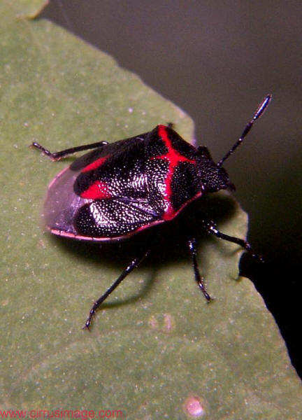 bugs_s11.jpg