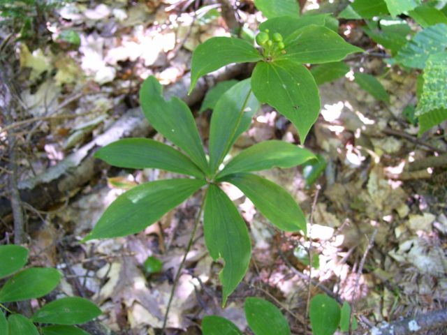 plantes 006 (640x480).jpg