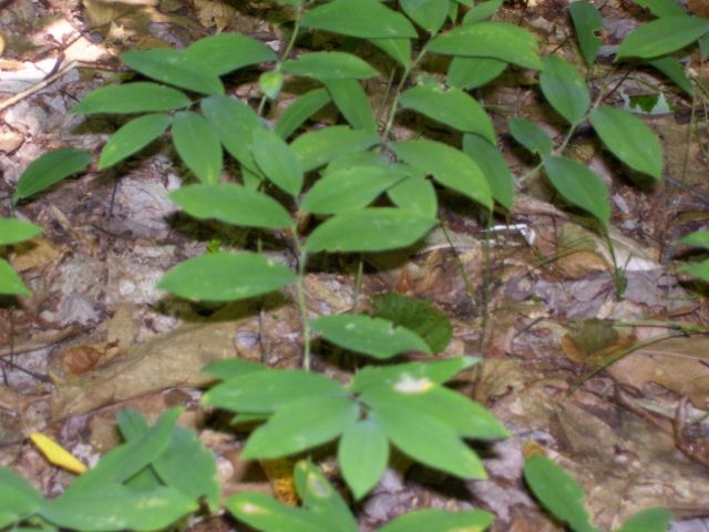 plantes 007 (640x480).jpg