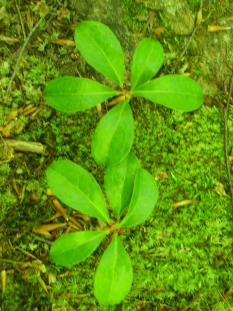 plantes 011 (480x640).jpg