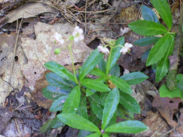 plantes 014 (640x480).jpg